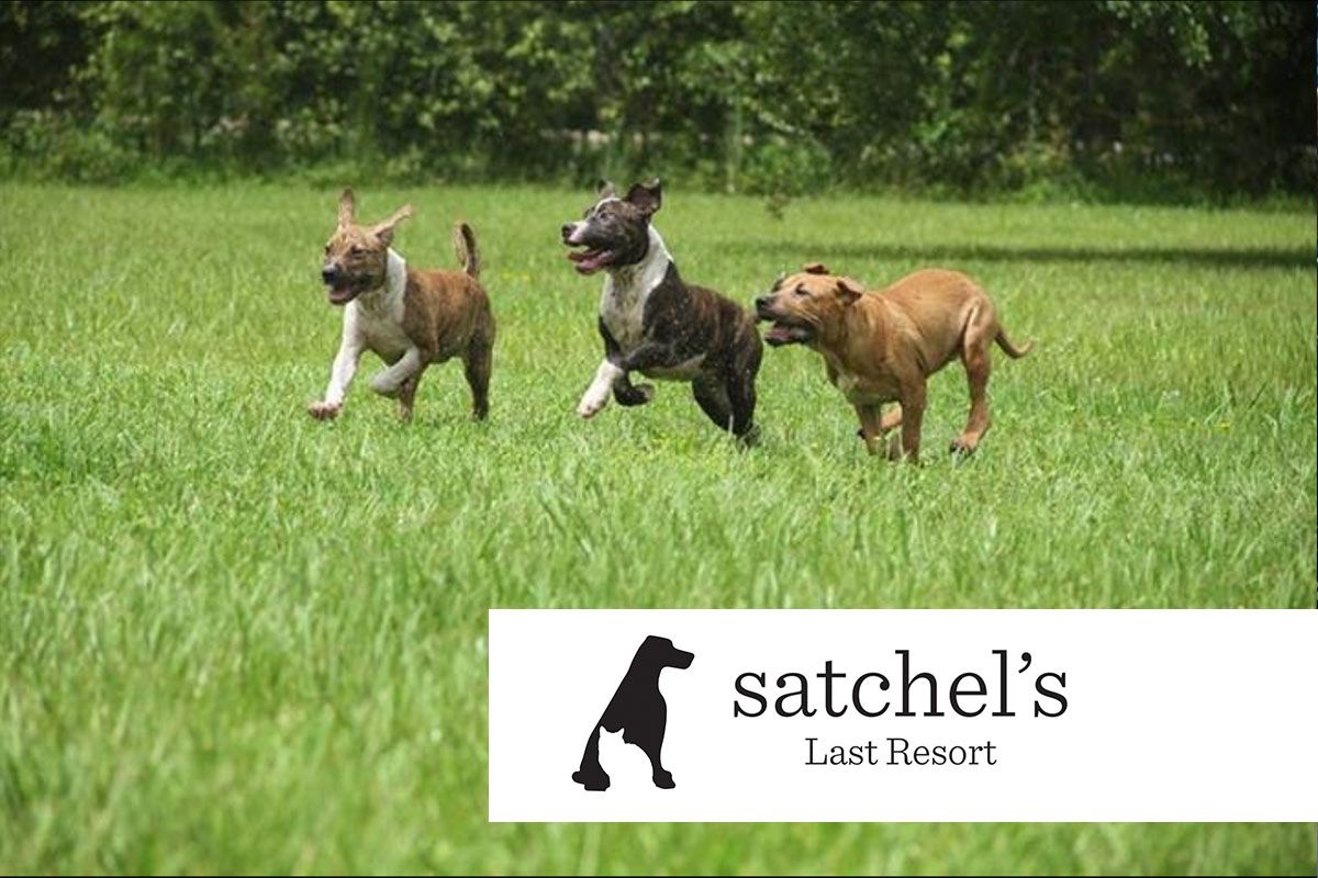 Satchel's Helped by Yappy Hour